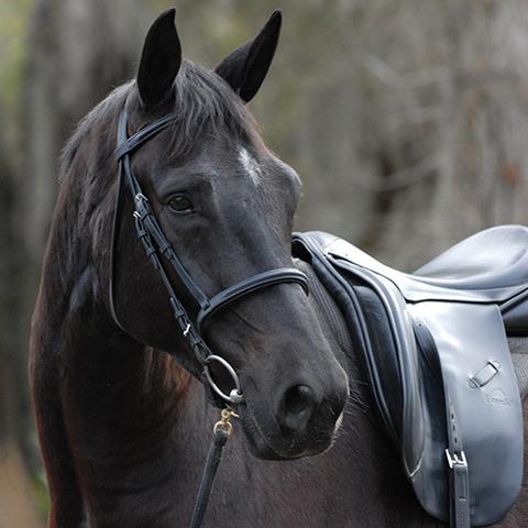 Bridles, Bits, Reins