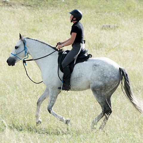 Halter & Natural Hackamore