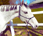 Parelli Horseman's Halter
