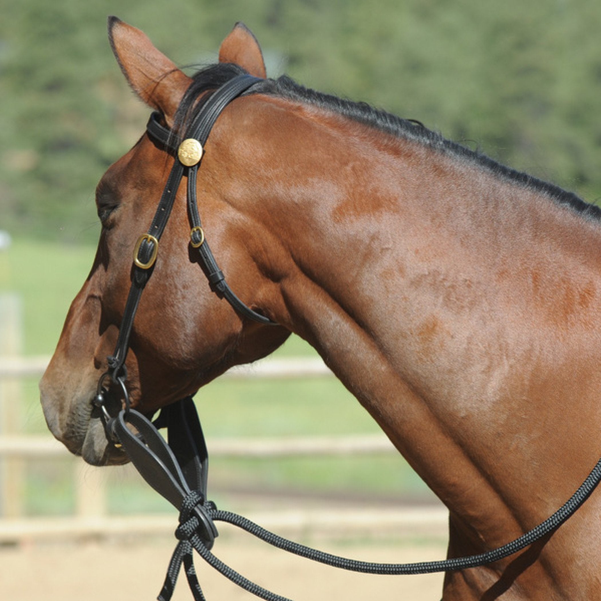 Snaffle Bridle