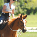 Natural Hackamore