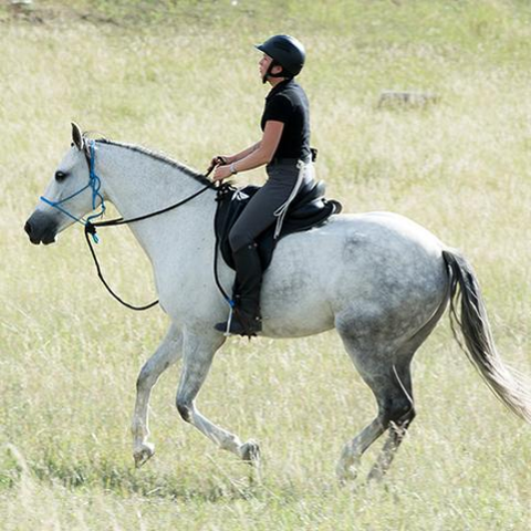 Black Rein- Natural Hackamore LAST STOCK